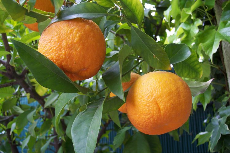 "Citrus aurantium"是酸橙和苦橙的科學用名